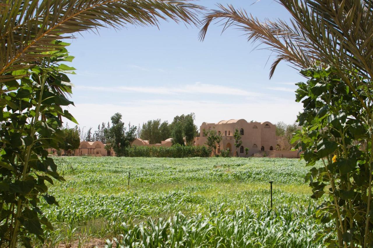 Tzila Bahariya Villa Bahariya Oasis Exterior photo